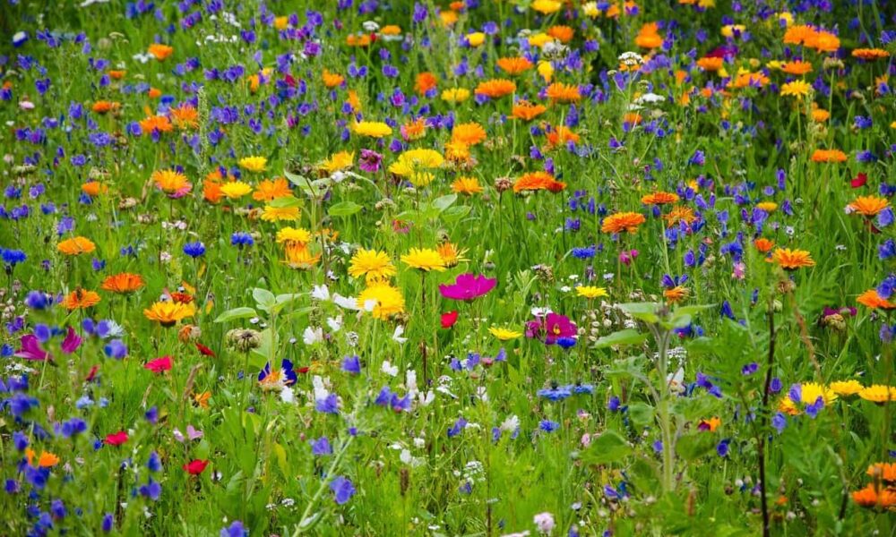 3 prekvapivé spaľovače tukov, poznáte ich?