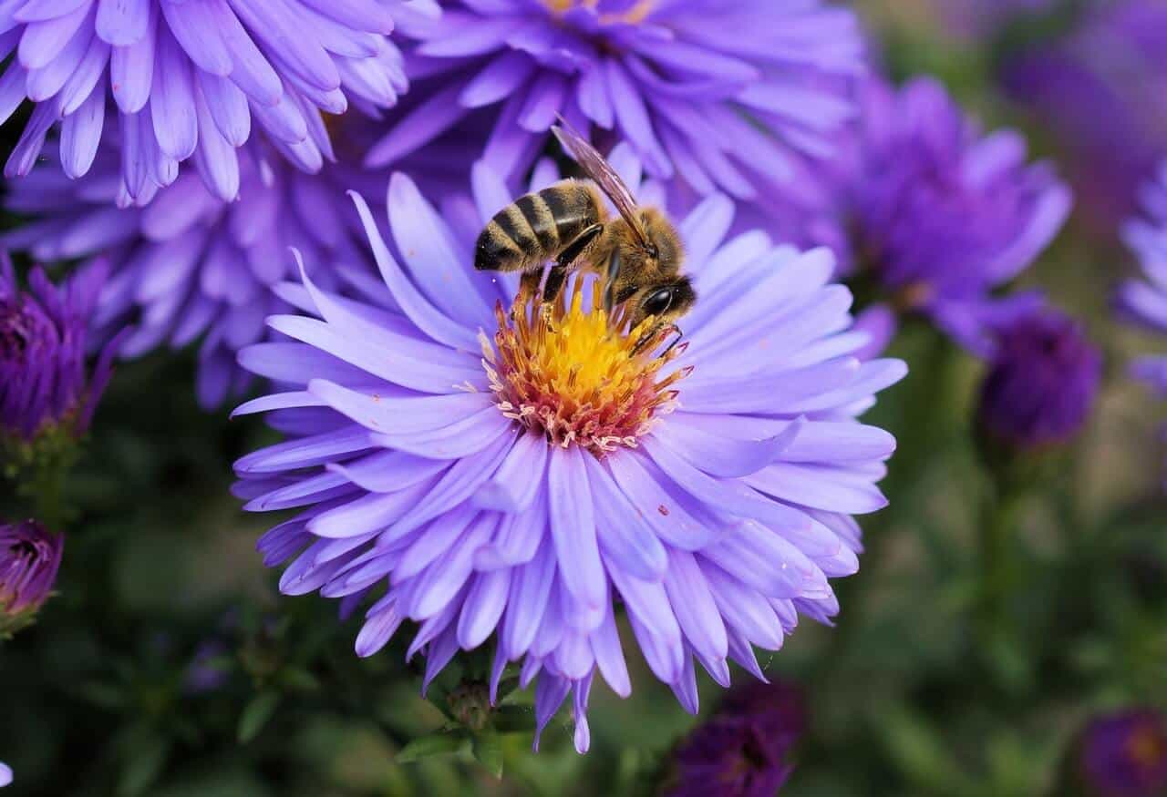 ako prilákať včely