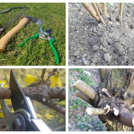 renovácia a úprava záhrady