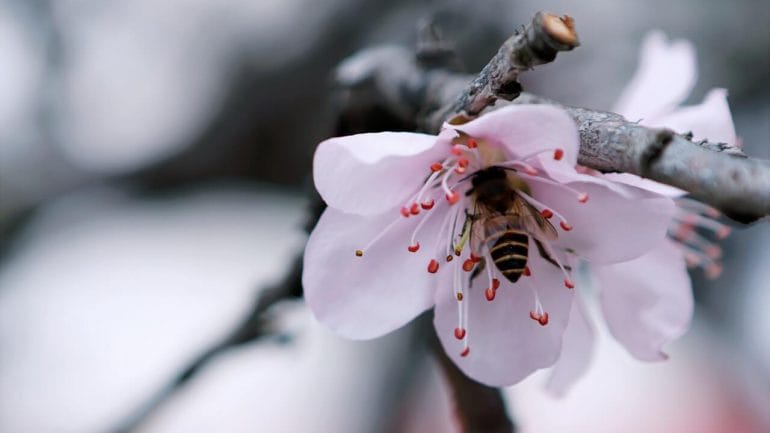 Pomôžte vymierajúcim včielkam prežiť: Urobte im vo vašej záhrade domov
