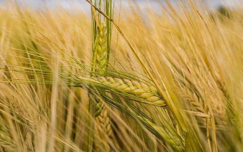 Doplnok, ktorý vás neomrzí: Domáca trávička a klas