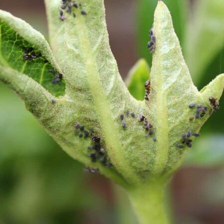 ako sa vyhnúť škodcom