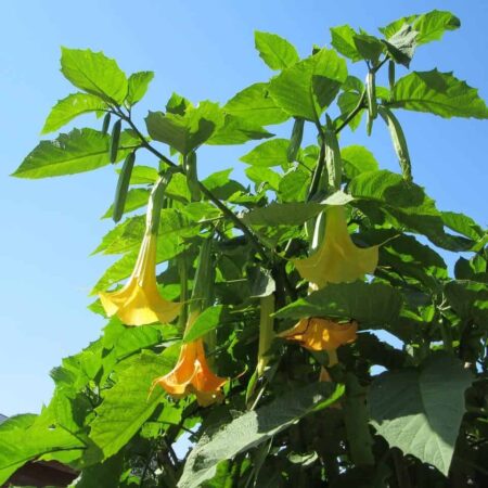 ako pestovať anjelské trúby