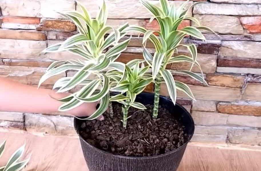 ako rozmnožovať dracénu