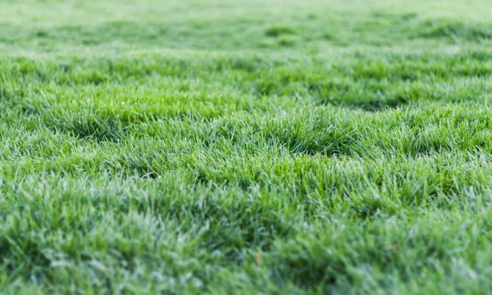 ako obnoviť trávnik, jarné práce