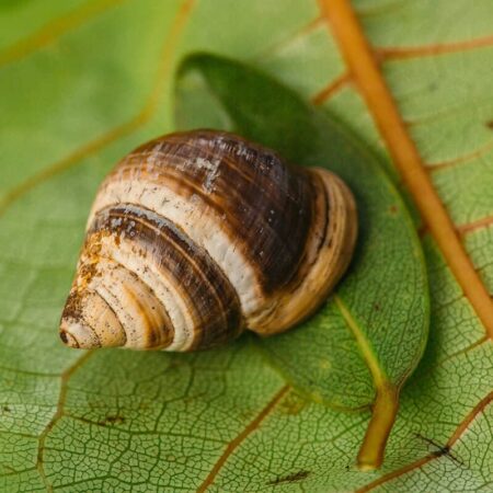 Ako zničiť záhradných škodcov a neotráviť si domáce zvieratá