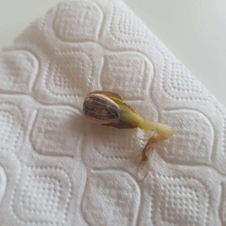 Vypestujte si vlastnú slnečnicu kurióznym spôsobom