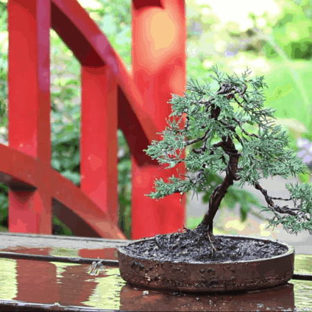 Ako si urobiť bonsaj