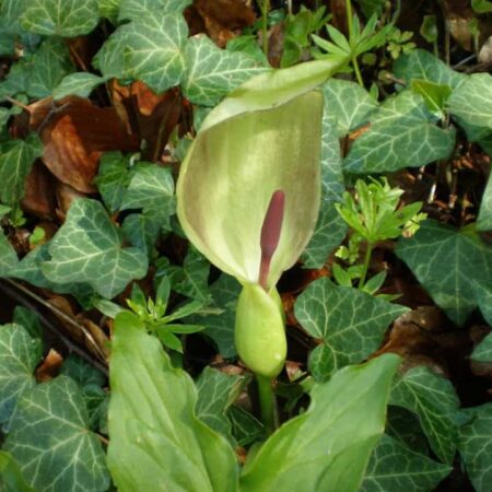 áron škvrnitý - najnebezpečnejšie rastliny