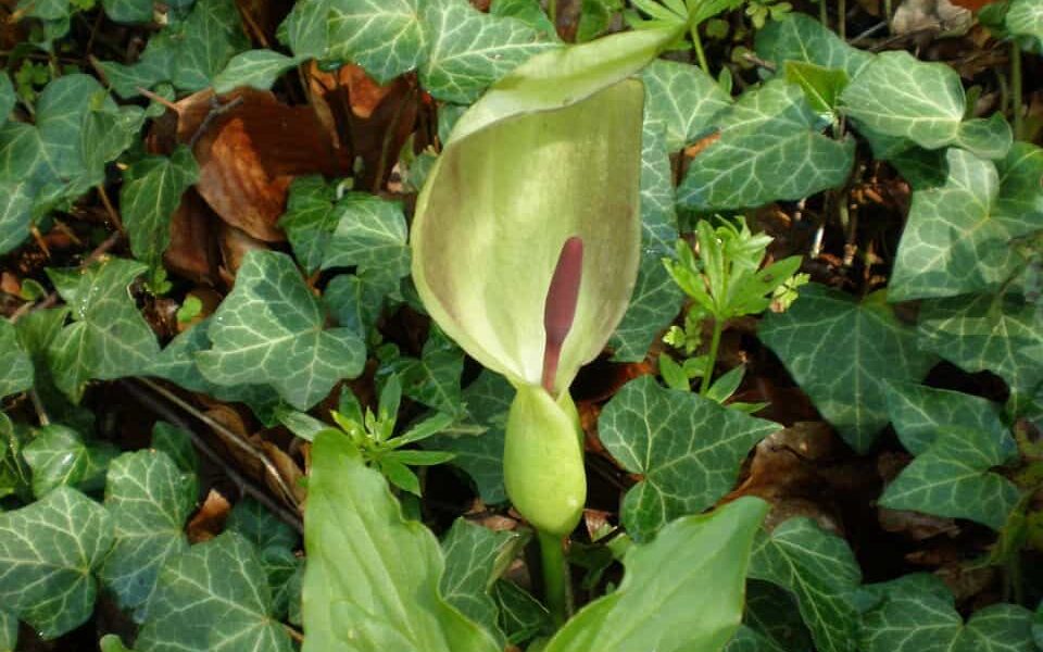 áron škvrnitý - najnebezpečnejšie rastliny