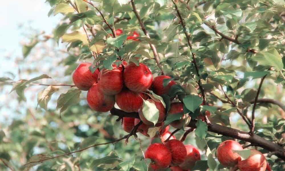 poškodené konáre stromu