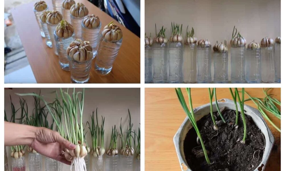 Nemáte záhradu? Pestujte cesnak v kvetináči