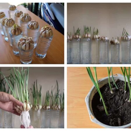 Nemáte záhradu? Pestujte cesnak v kvetináči