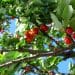 Ako na správne hnojenie ovocných stromov?