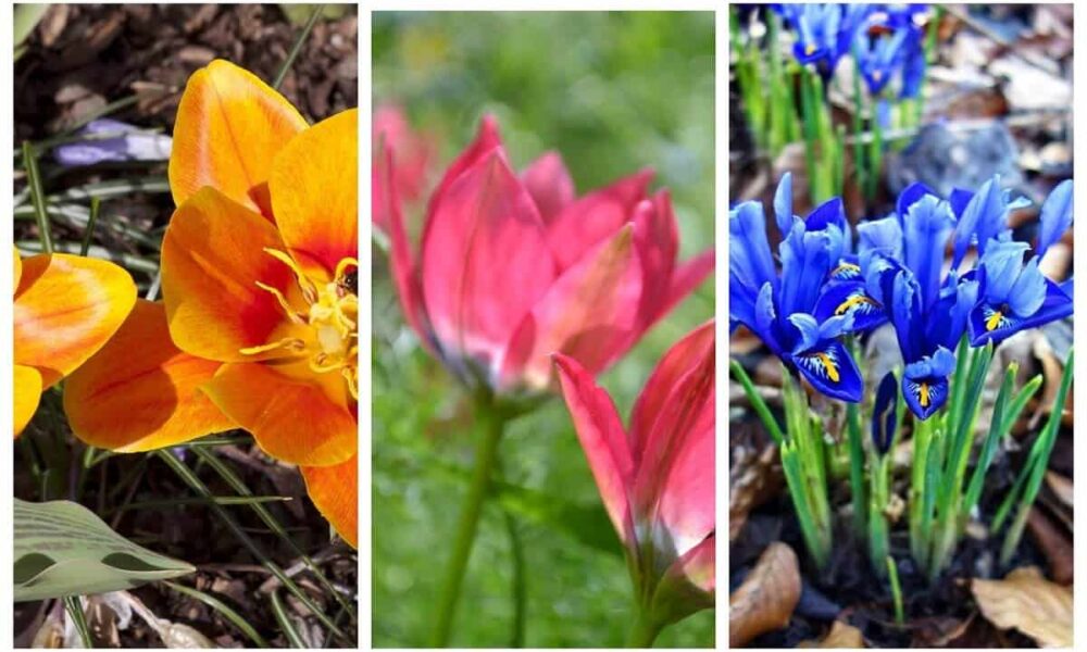 5 druhov netradičných tulipánov