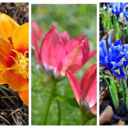 5 druhov netradičných tulipánov