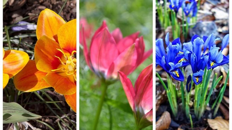 Spoznajte päť druhov netradičných tulipánov