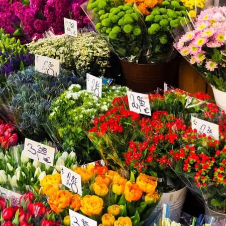 chyby pri kupovaní nových rastlín