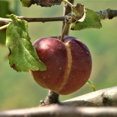 poškodené plody odstráňte čo najskôr