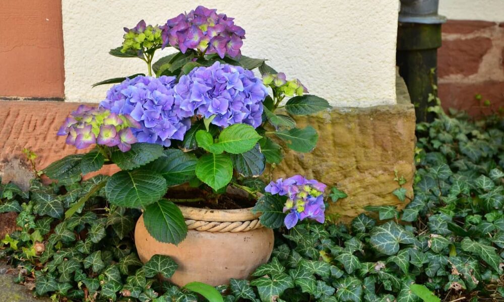 Tipy pre krásne hortenzie. Prečo menia farbu?