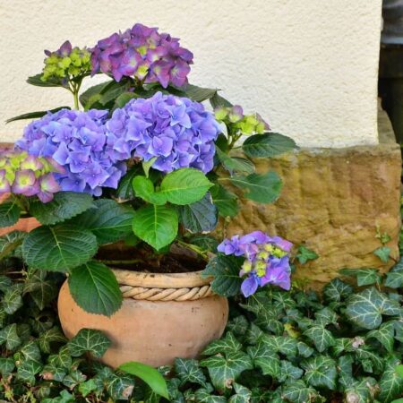 Tipy pre krásne hortenzie. Prečo menia farbu?