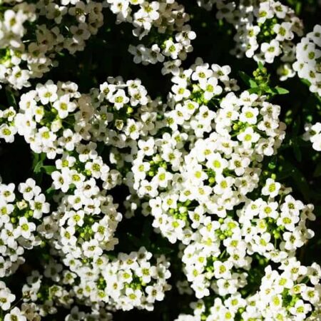 najlepšie rastliny do závesných košíkov