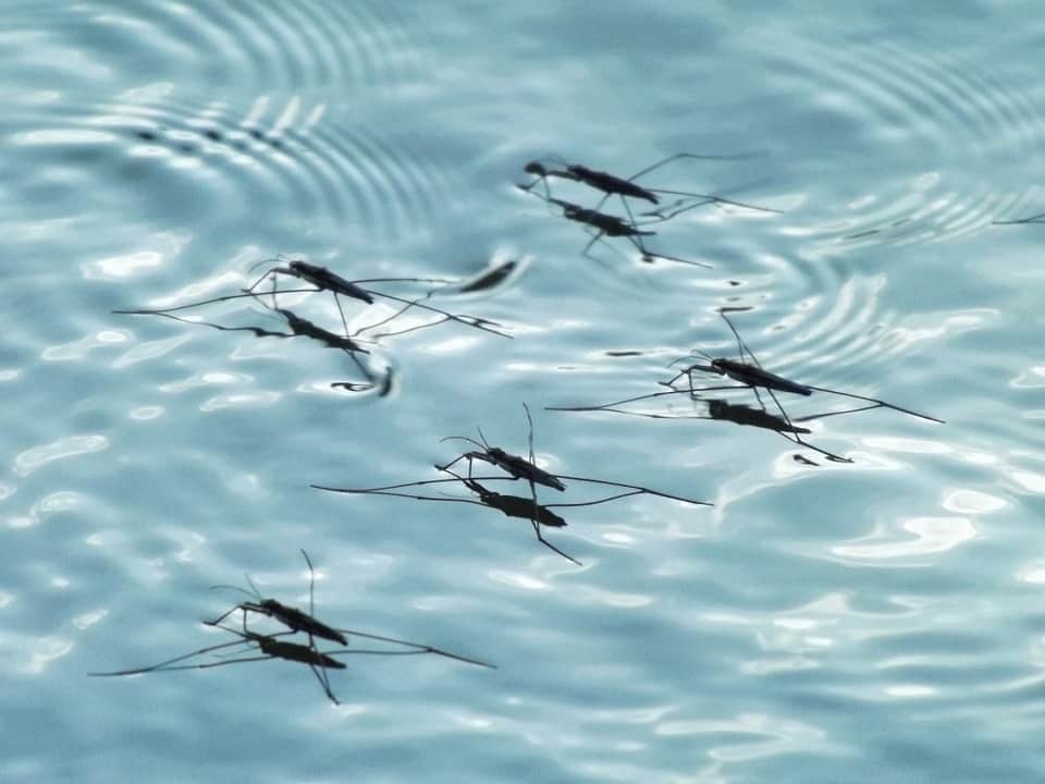 komáre vo vode