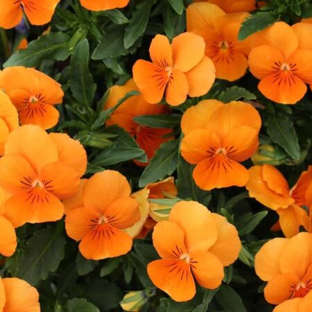 najlepšie rastliny do závesných košíkov