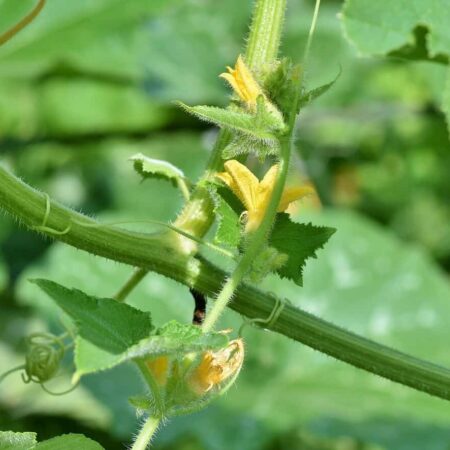 pestovanie paradajok