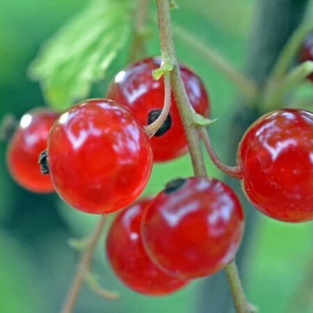 domáci ríbezľový rôsol