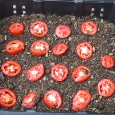 Ako vypestovať vlastné paradajky v kvetináči