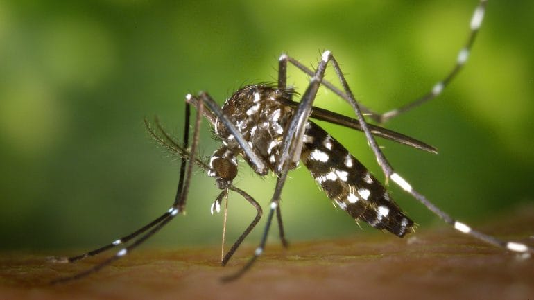 ako sa chrániť pred komármi