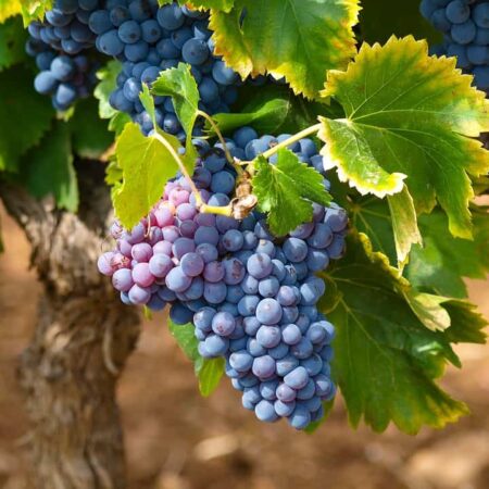 Vinič, ktorý zarodil, bohatý strapec červénoho hrozna.