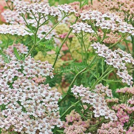 rebríček obyčajný