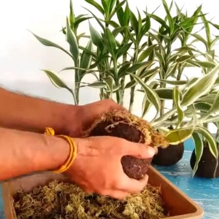 Perfektný nápad, ako pestovať bambus šťastia v byte