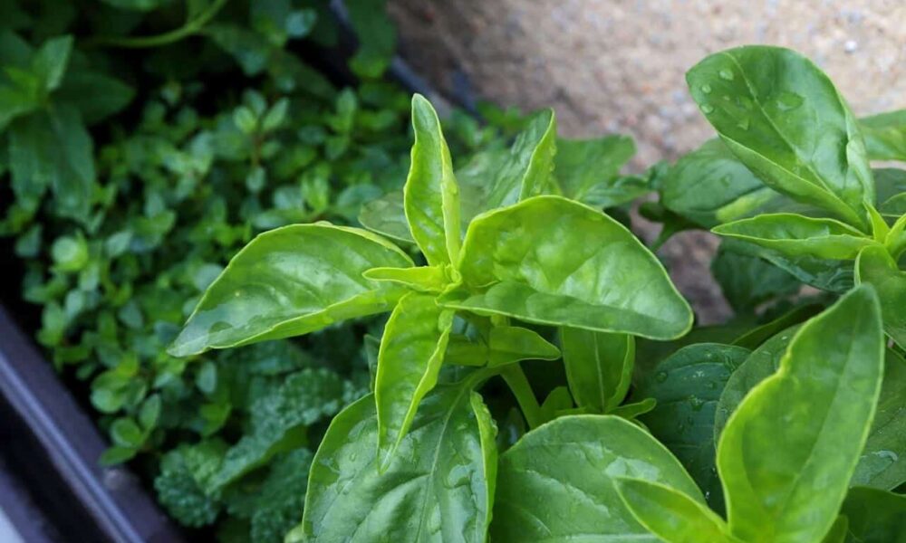 Ako si založiť bylinkovú škôlku