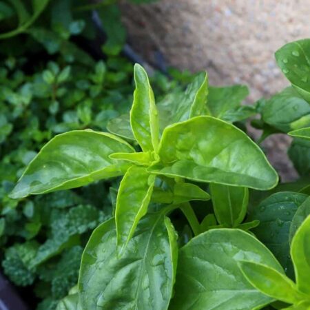 Ako si založiť bylinkovú škôlku