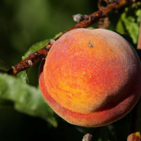 najčastejšie choroby broskýň