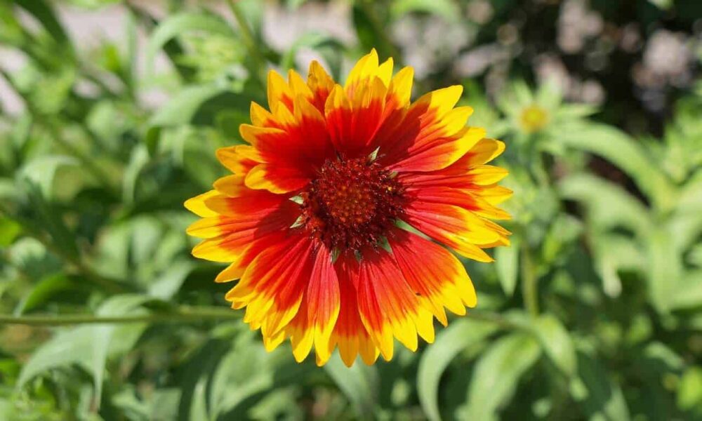 6 rastlín, ktoré budú vo vašej záhrade krásne aj počas sucha