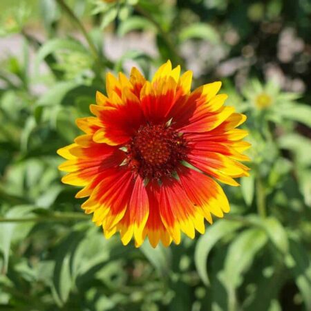 6 rastlín, ktoré budú vo vašej záhrade krásne aj počas sucha