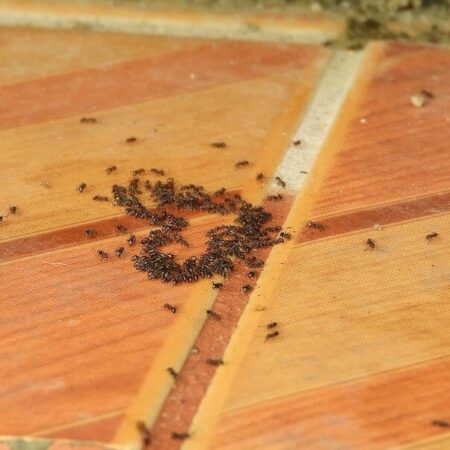 ako sa zbaviť mravcov