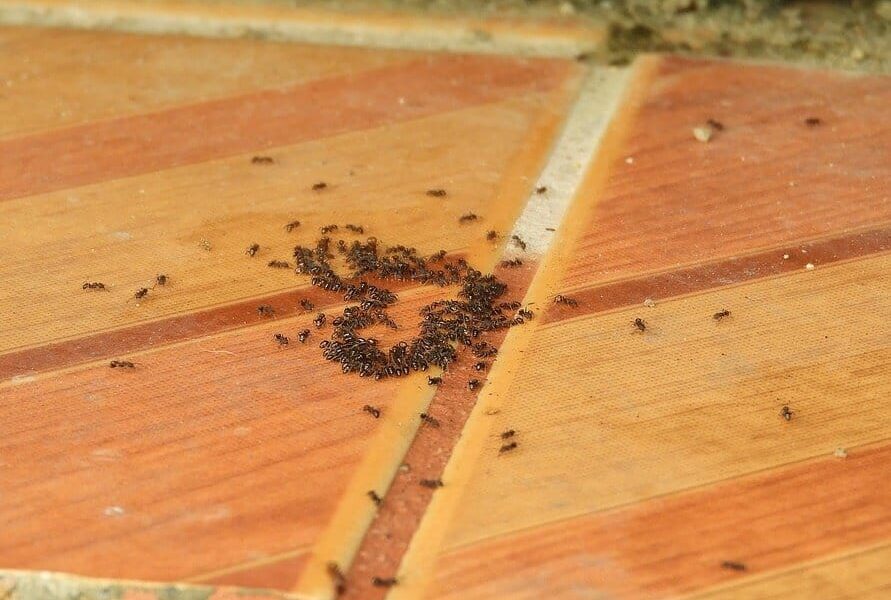 ako sa zbaviť mravcov