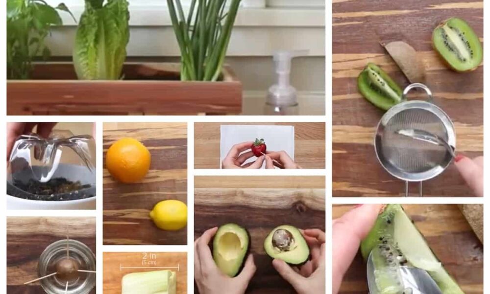 Záhrada doma v kuchyni z odpadu