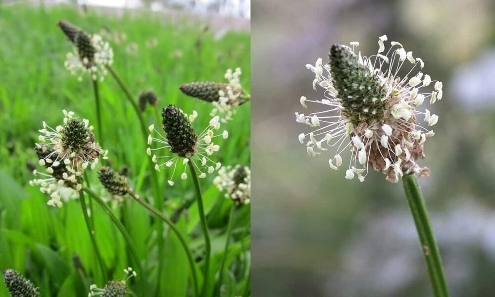 Zber liečivých rastlín: Skorocel zahojí vaše rany