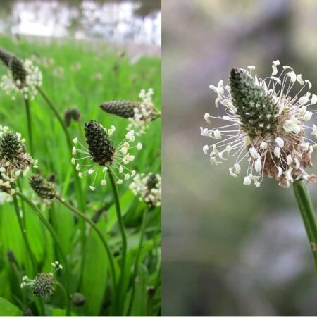 Zber liečivých rastlín: Skorocel zahojí vaše rany