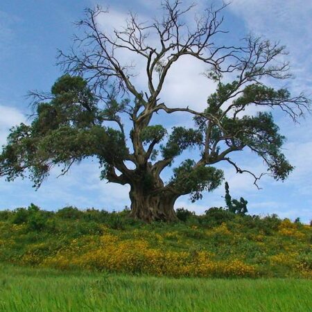 rekord v sadení stromov