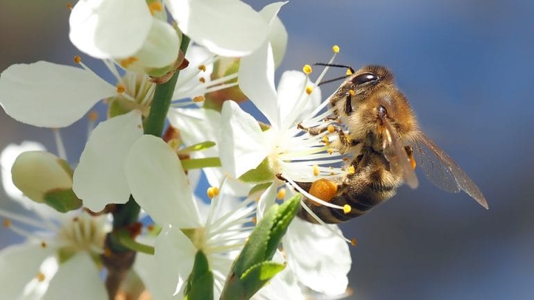 masívny úhyn včiel v Brazílii