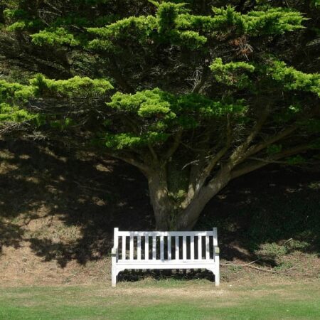 lavička pod stromom