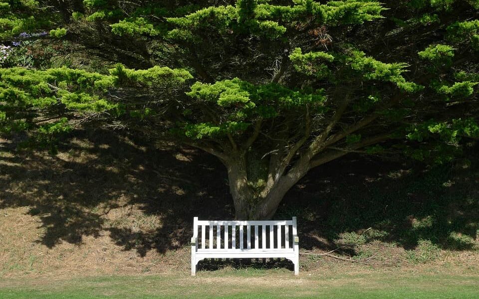 lavička pod stromom