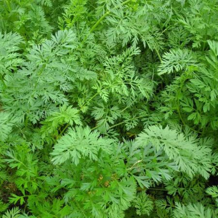 Vyhadzujete tieto kvety a rastliny z vašej záhrady? Robíte chybu